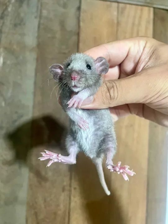 Ratos Twister  - Foto 4