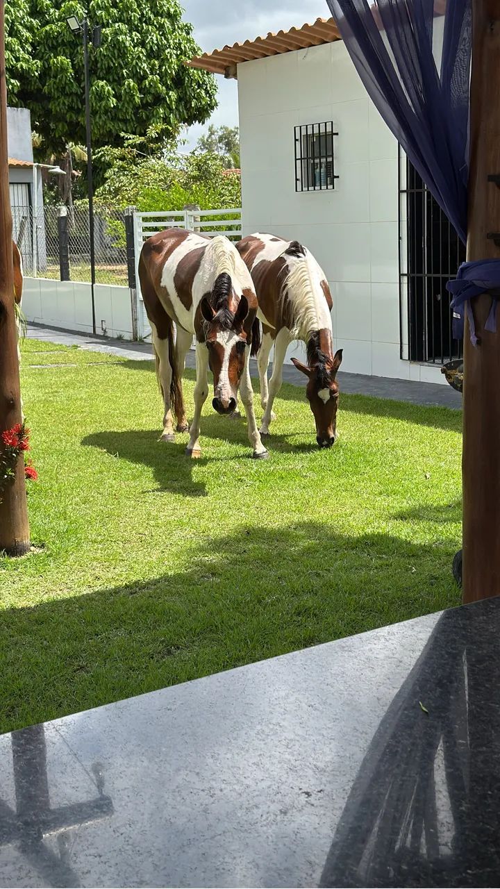 Cavalos  - Foto 2