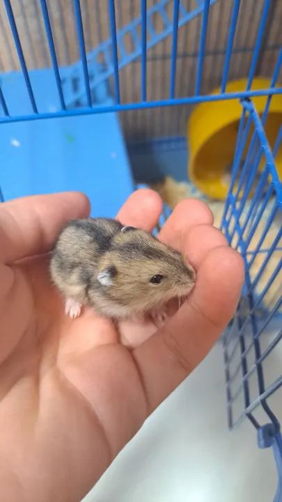 Hamster bebê 