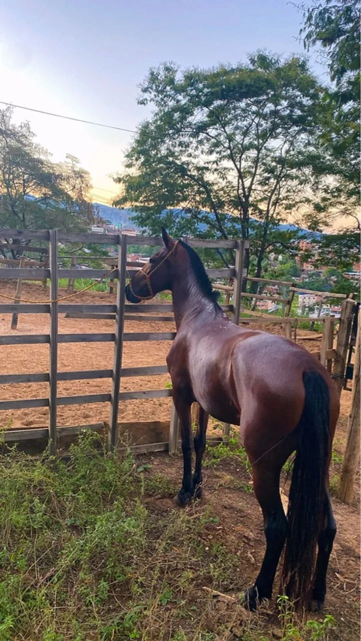 Égua Mangalarga Marchador