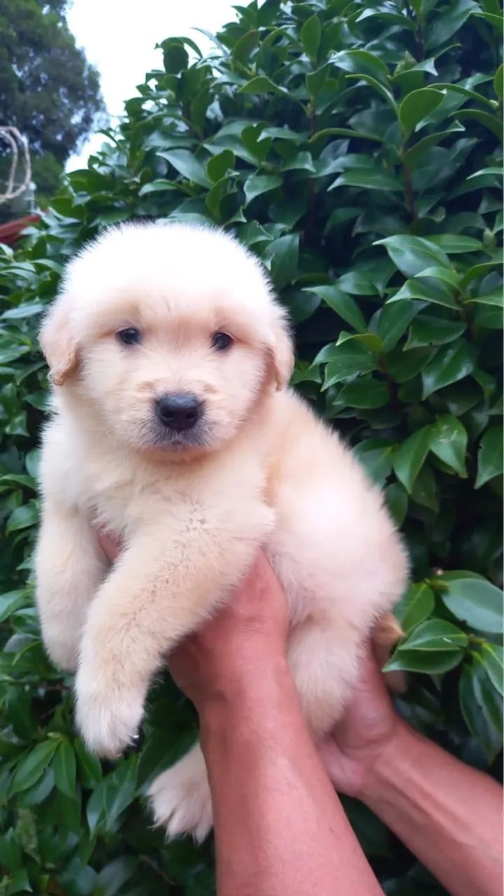 Golden Retriever macho em super promoção  - Foto 3