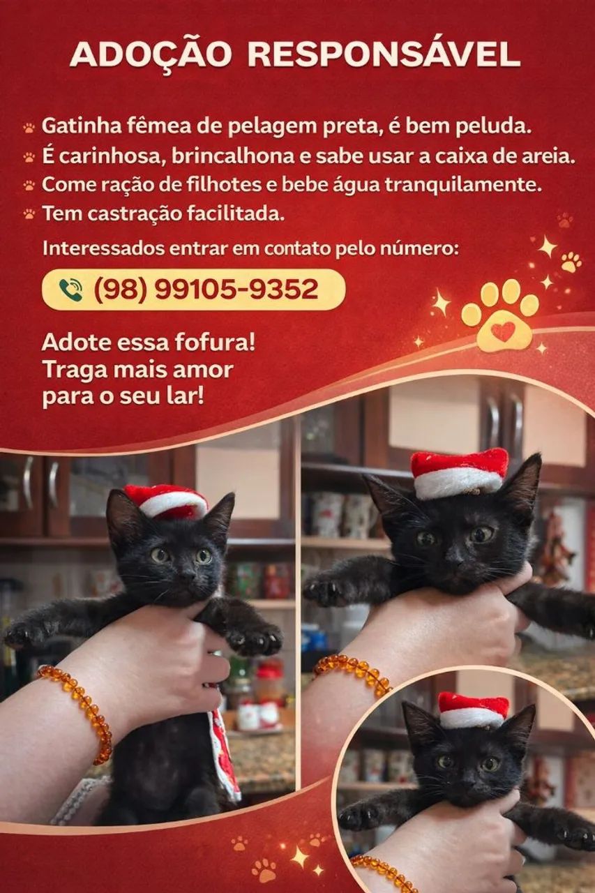 Adoção Responsável - Gato