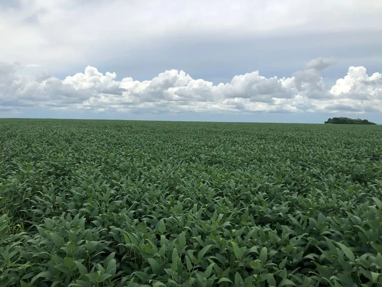 FAZENDA DE LAVOURA COM 2.720 HECTARES EM BALSAS MARANHÃO MA