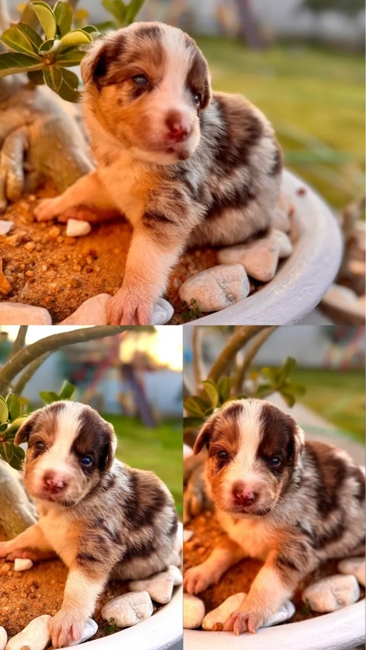 Border collie