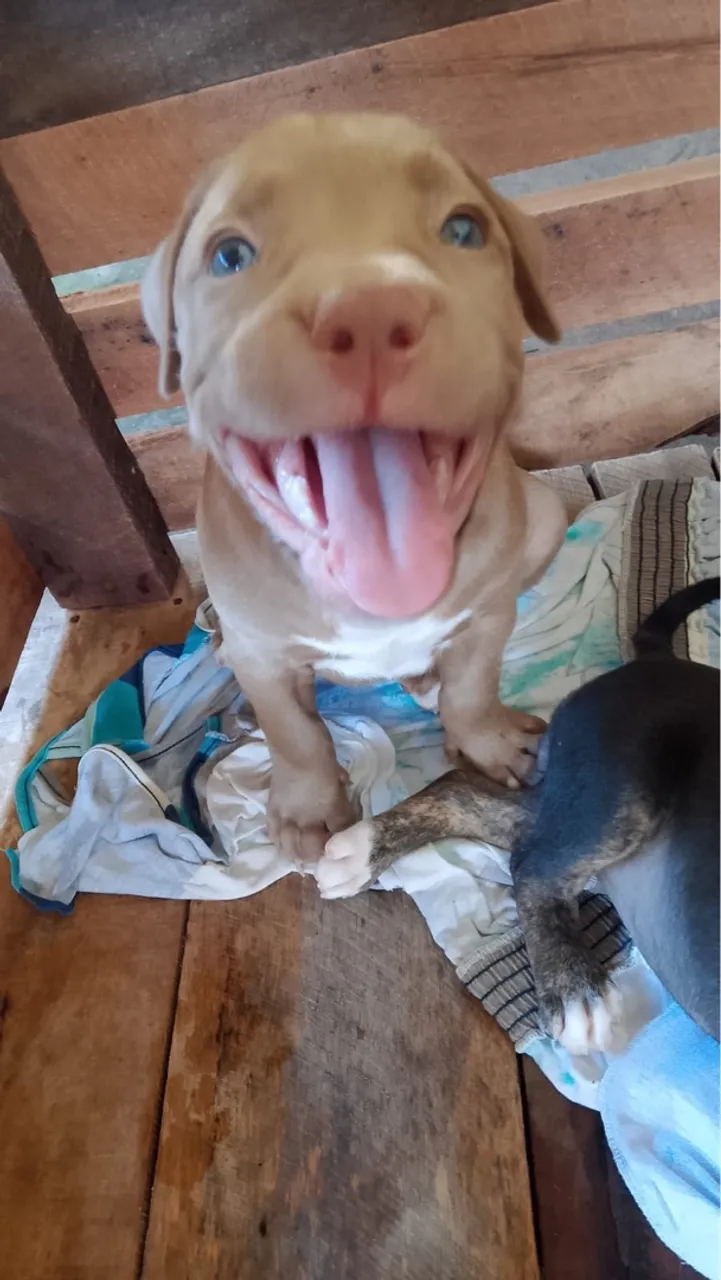 Filhote de Pitbull fêmea