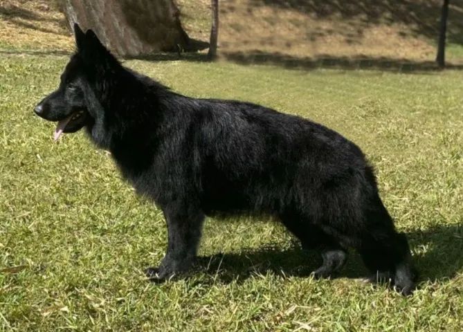 Filhotes de Pastor Alemão Fêmea Preto Sólido Pelo Longo (Pedigree, CBPA, Radiografado