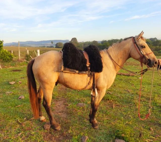 Garanhão Quarto de Milha  - Foto 2