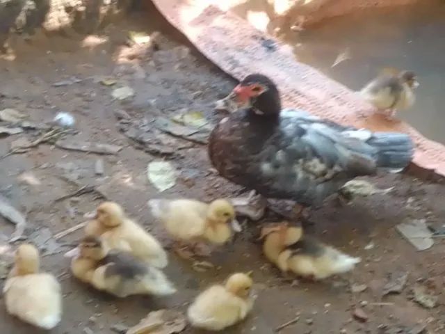 Vende-se casal de patos com patinhos