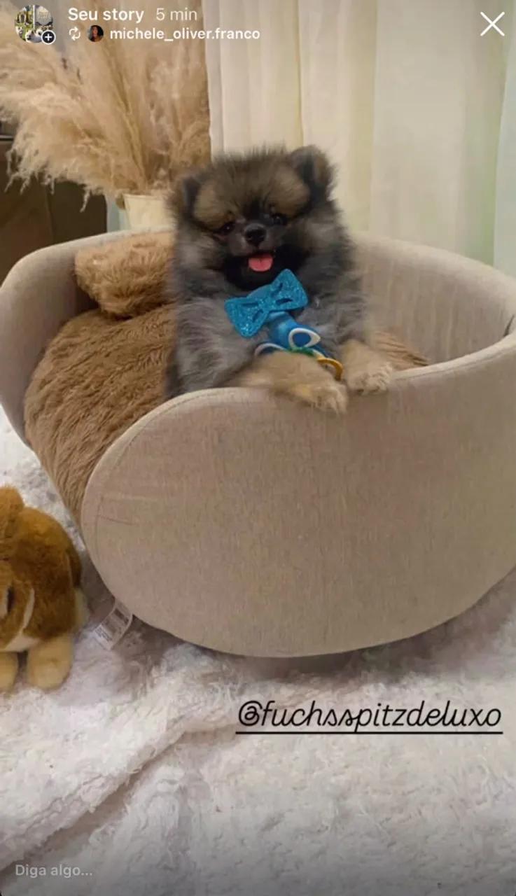 Lulu / spitz Filhotes Laranja Sable machinhos com 3 meses com todas as vacinas