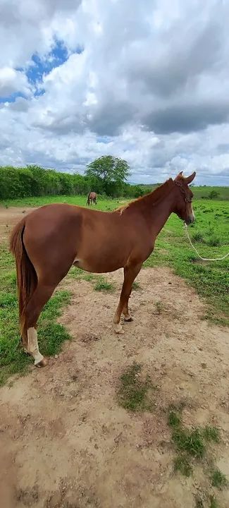 Potra Mangalarga Marchador - Foto 2