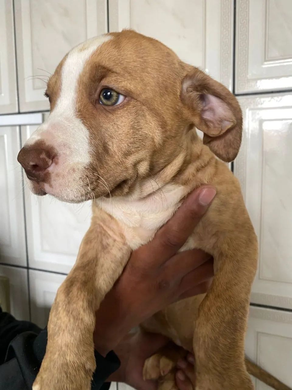 Filhote de Pitbull preço perfeito 