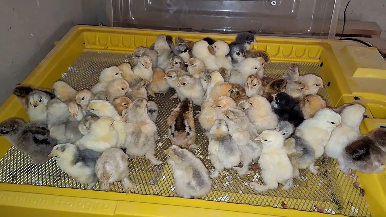 Lote de pintinhos raça brahma. - Foto 2