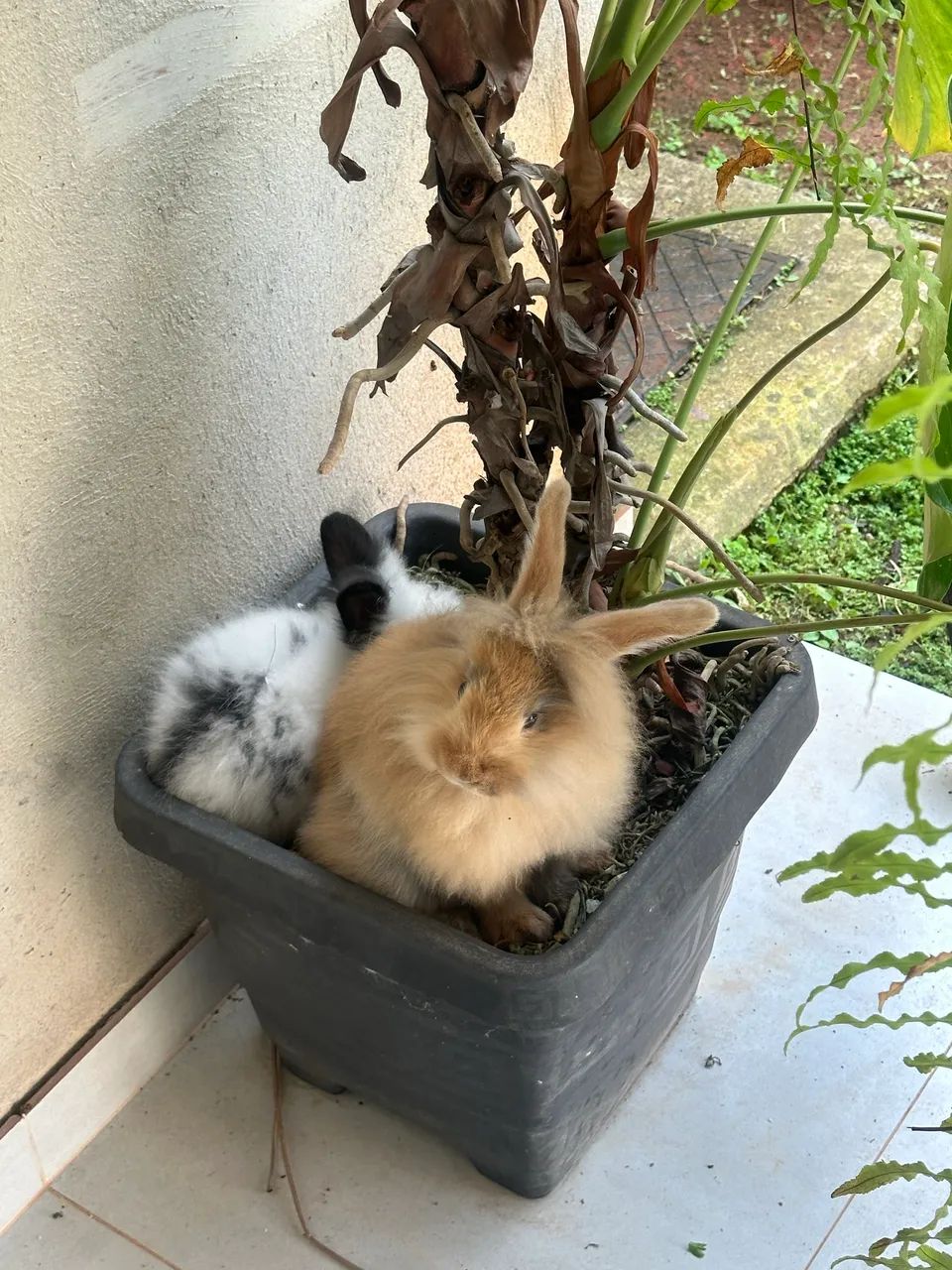 Coelho64684501867393122