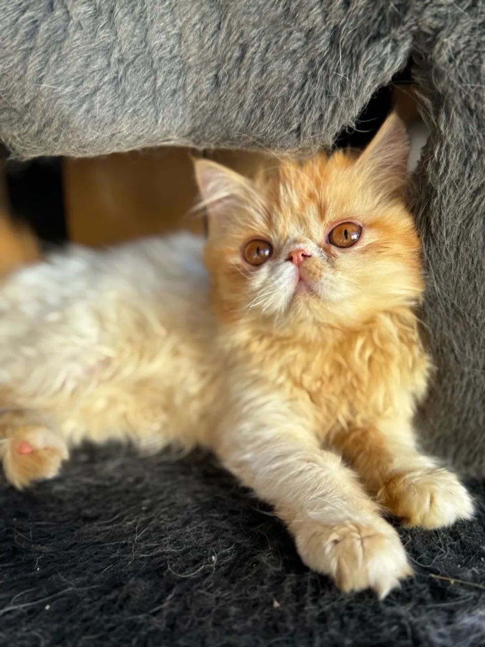 Linda filhote persa!!