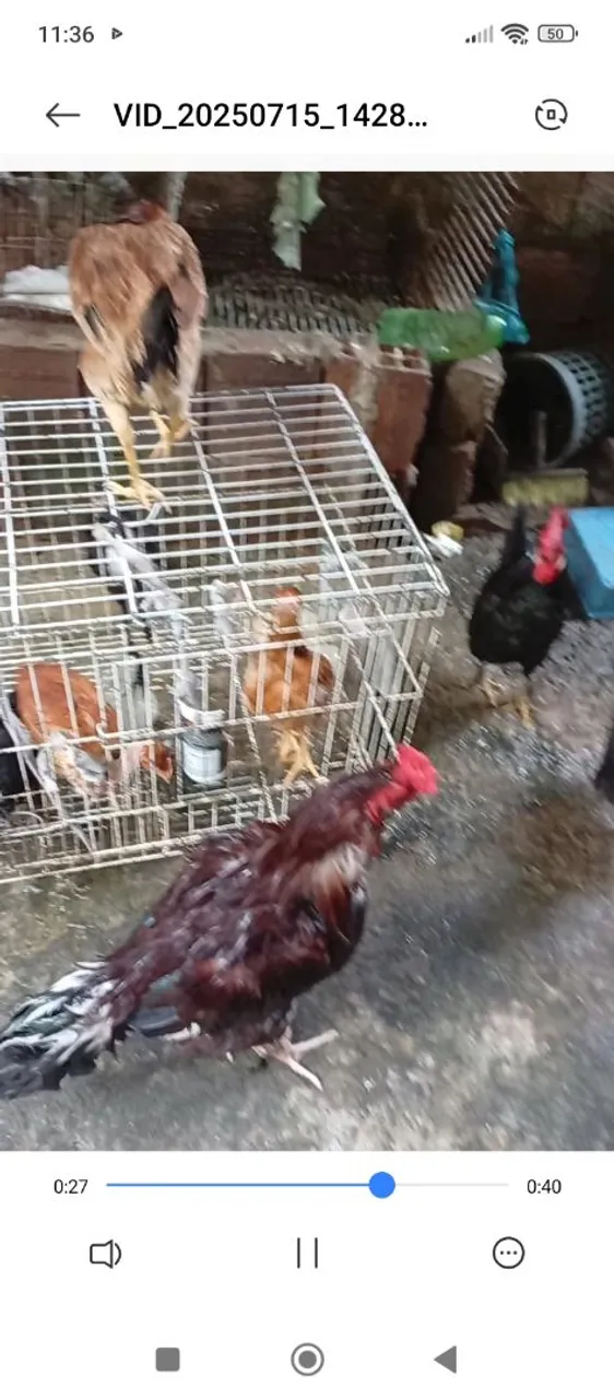 Galinhas e Galos
