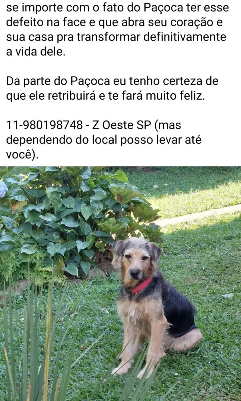 Vários cães para adoção responsável  - Foto 3