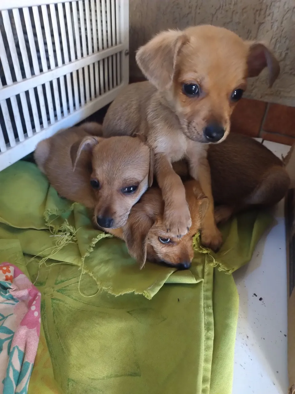 Filhotes de cachorro adoráveis para adoção