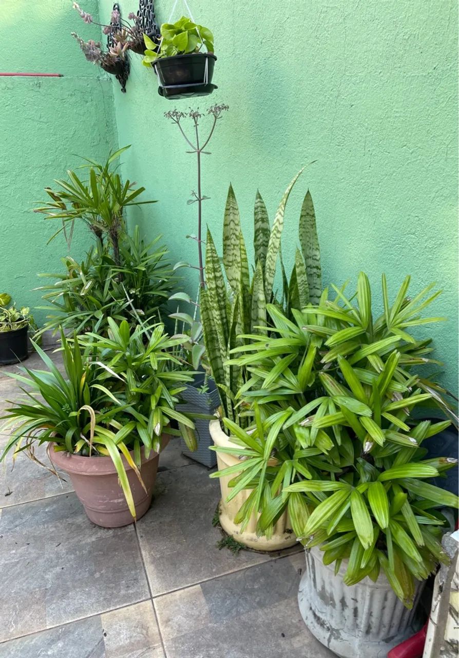 Vasos de plantas ornamentais para decoração - Foto 6