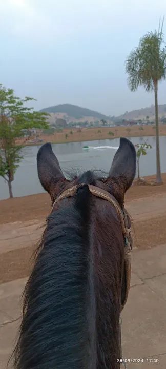 Manga longa castrado  - Foto 3