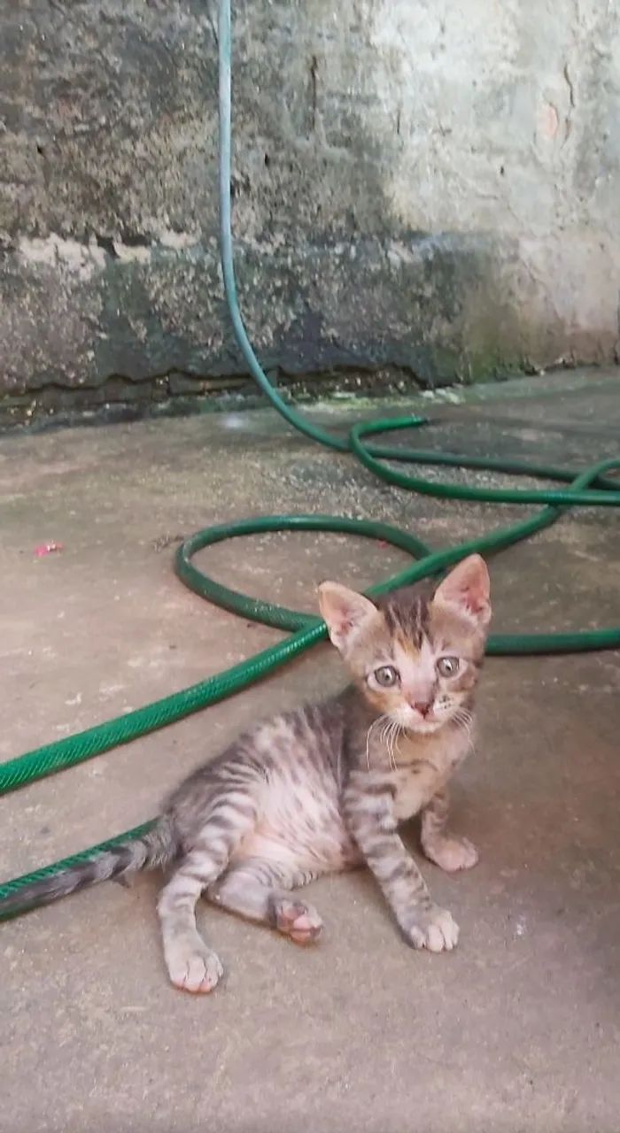 Filhote mestiça de Persa - Foto 2