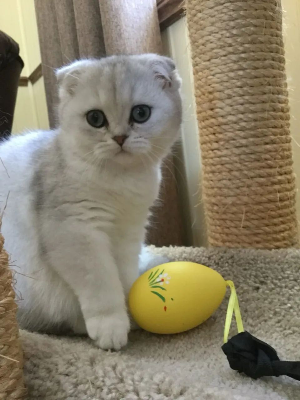 Scottish Fold - Saudáveis e Vacinados - Foto 3