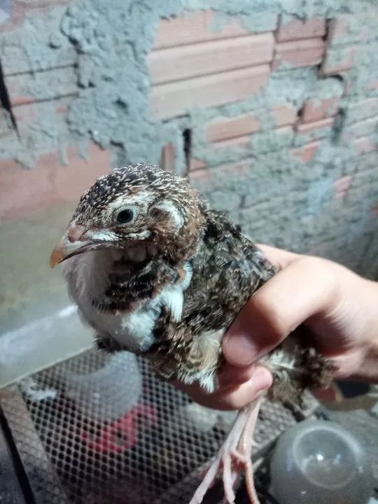 Codorna machos gigante  - Foto 3