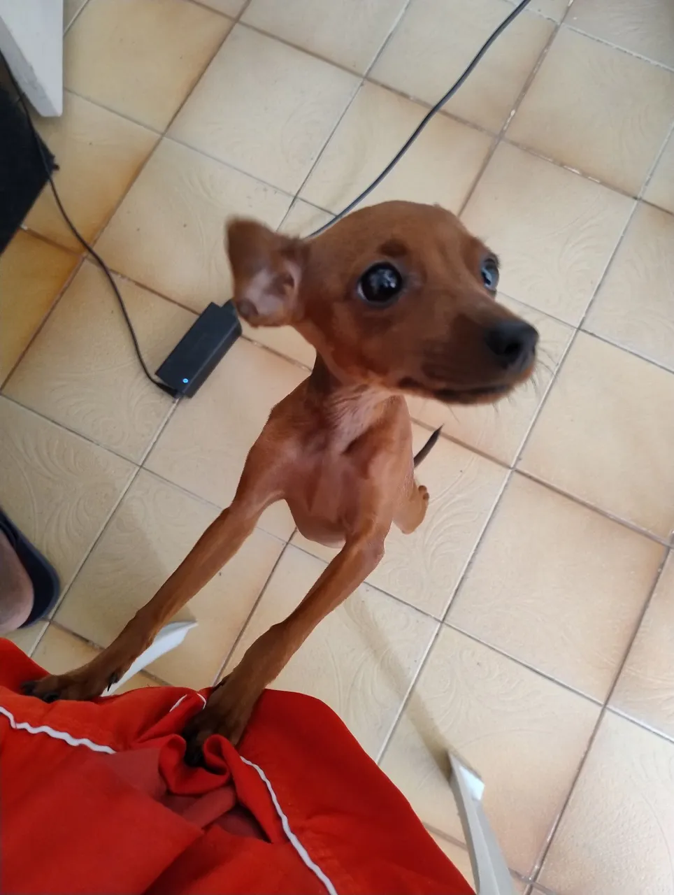 Filhote Pinscher fêmea 4meses