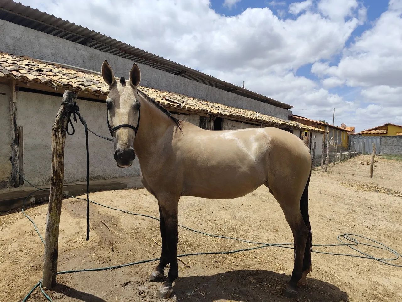 Poltra campolina ! - Foto 2