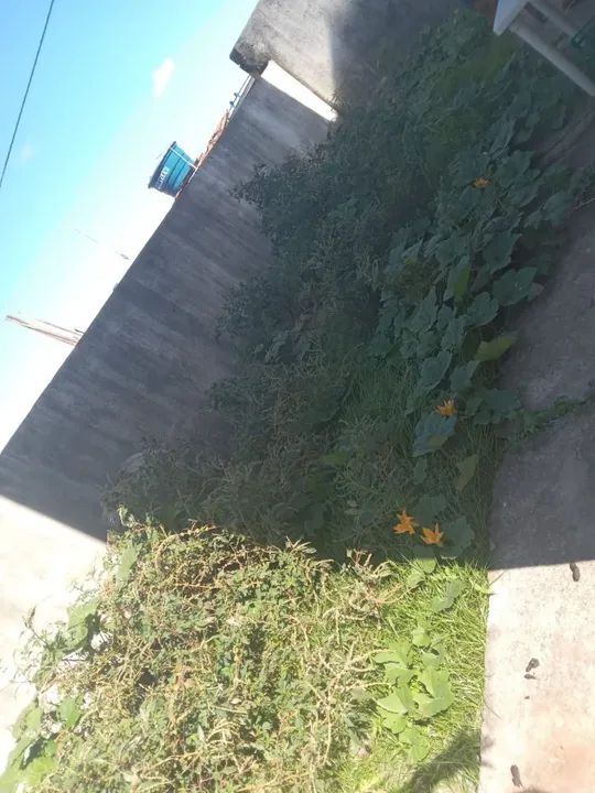 Limpeza Na Roçadeira  - Foto 5