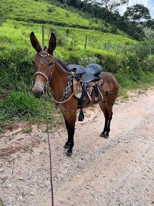 Burro extra para venda