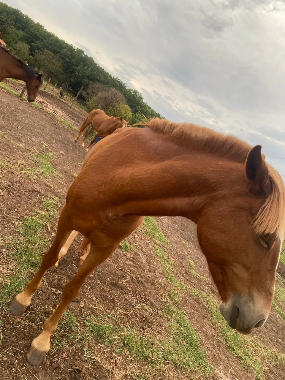 VENDO 2 ÉGUAS  - Foto 5