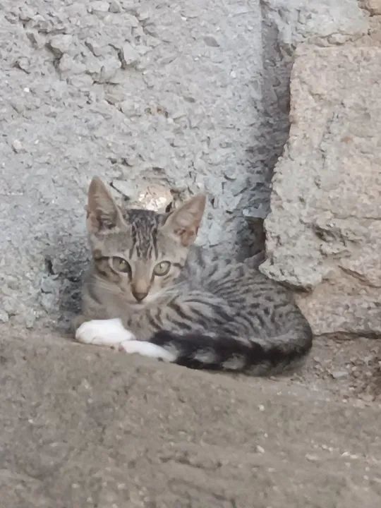 Gatinho branco e cinza disponível para adoção, faça um fofinho feliz ? - Foto 2