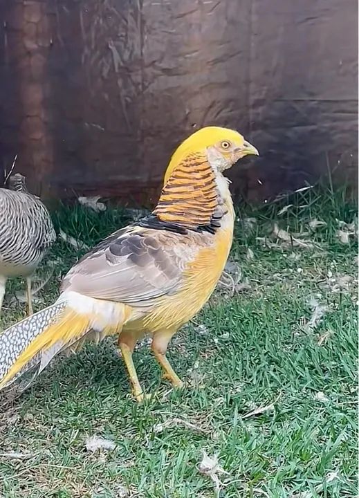 Galinhas ornamentais - Filhotes até 30 dias