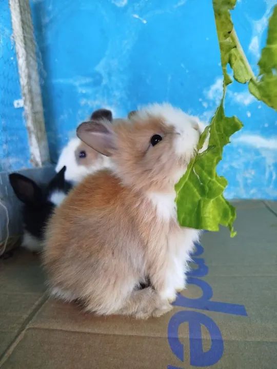 Coelhos Filhotes Raça Lionheart - Foto 4