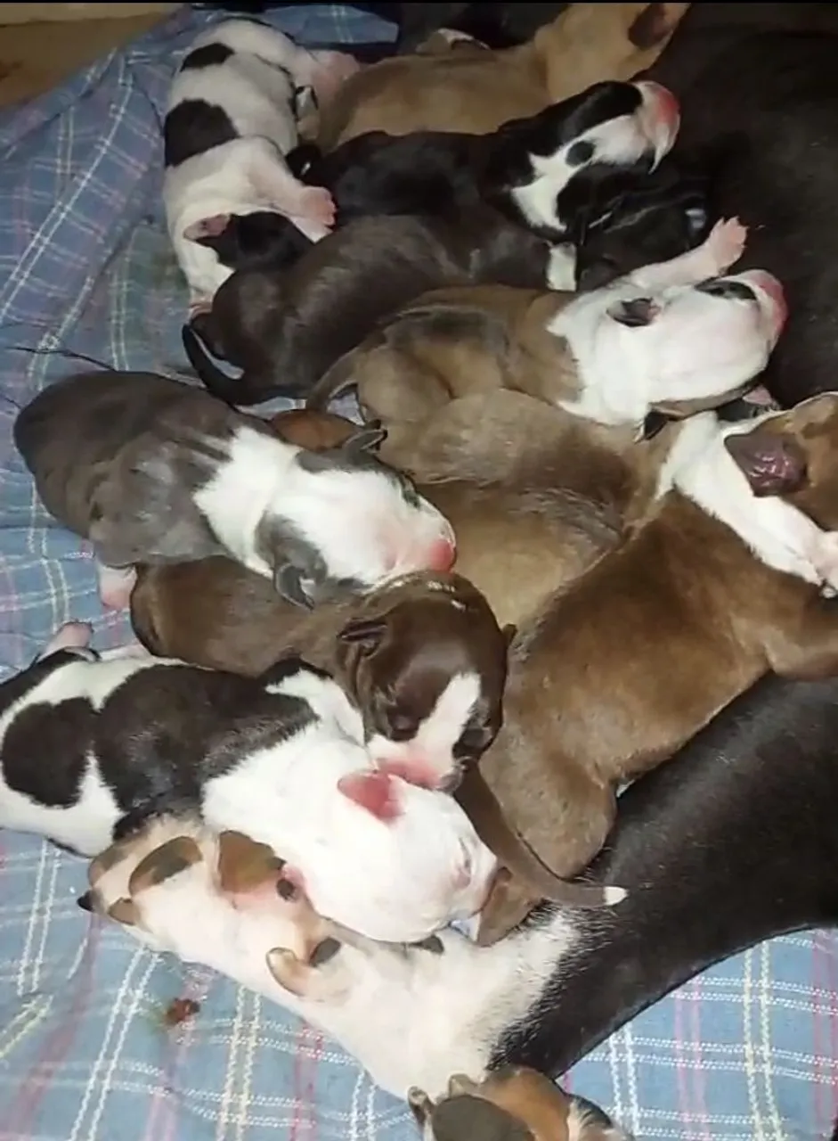 Vendo lindos filhotes de Pitbull... fêmea 600 macho 500