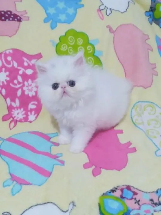 PERSA SHOW Fêmea Branca - (2 Meses)