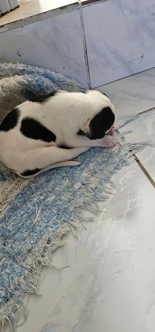 Cachorrinhos - Foto 2
