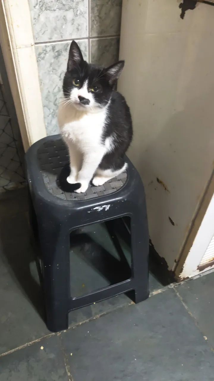 Bebê adoção 