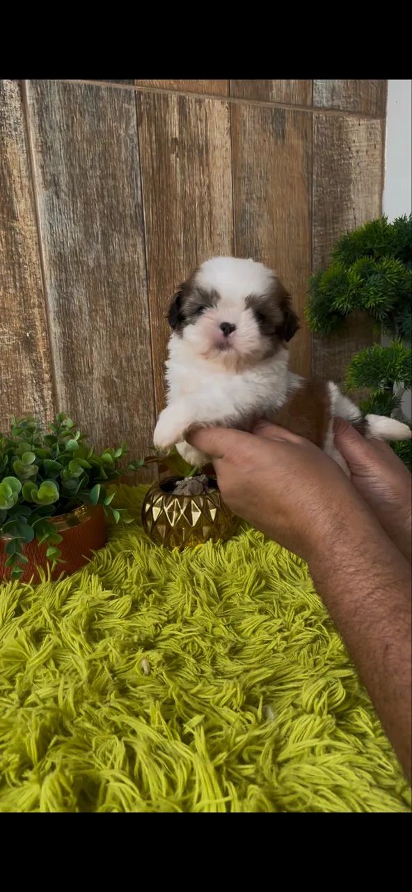 ShihTzu macho - Foto 2