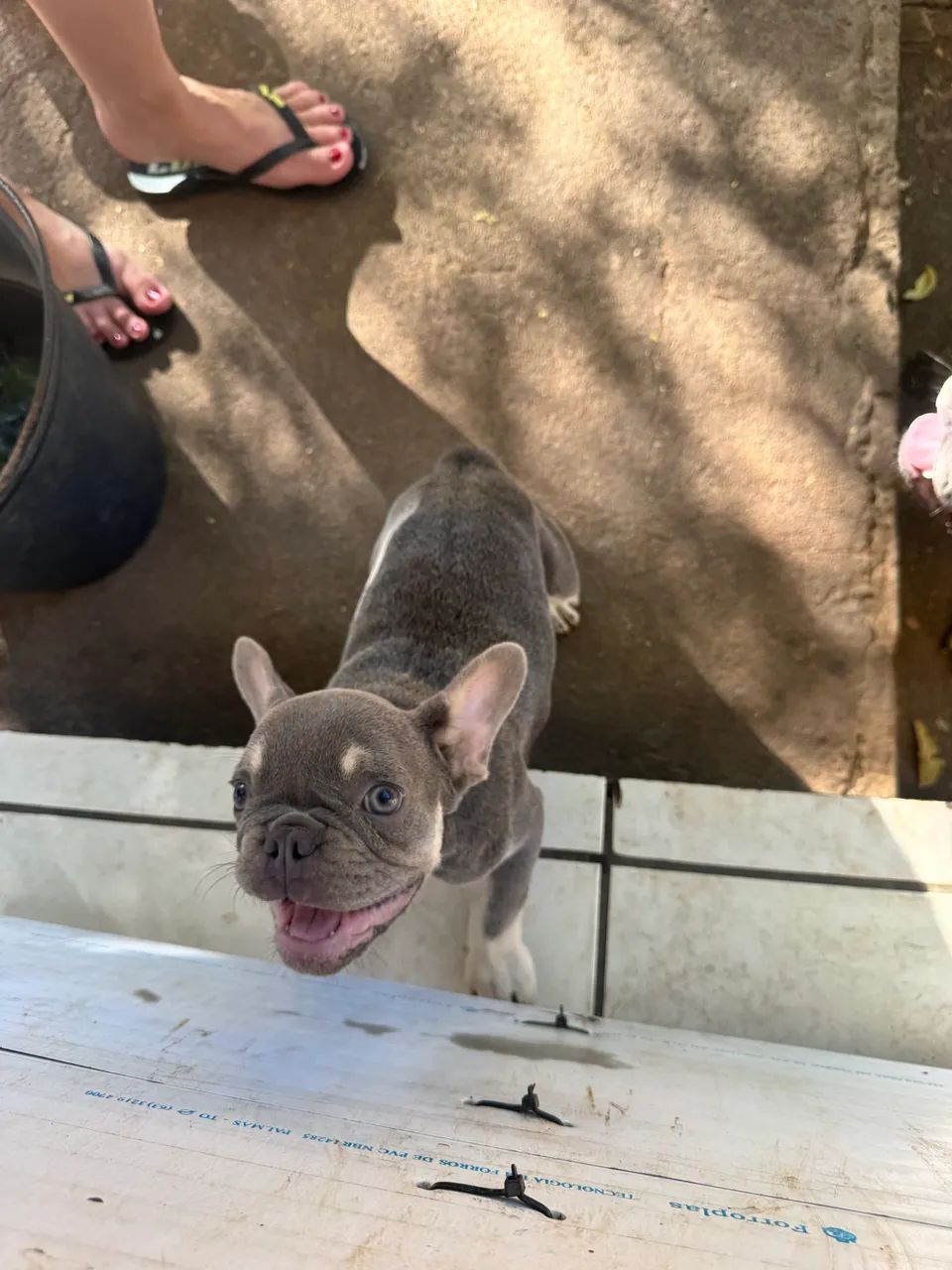 Bulldog Francês  - Foto 2