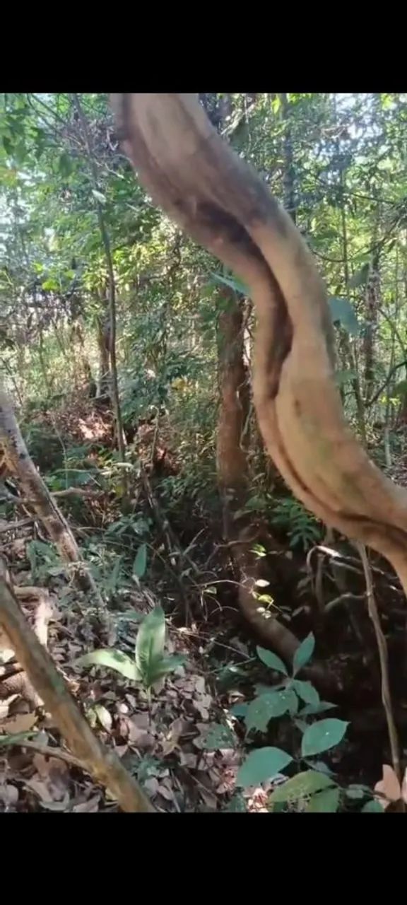 Chácara no município de Palmas - Foto 2