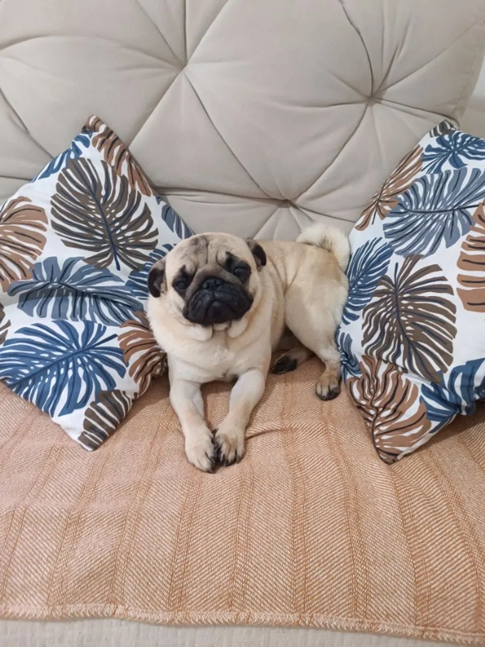 Lindo Pug Macho! - Foto 3