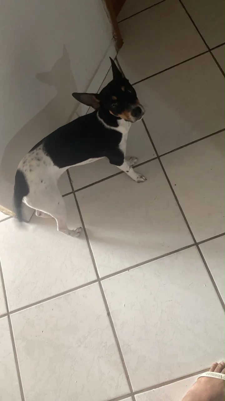 Cachorro 