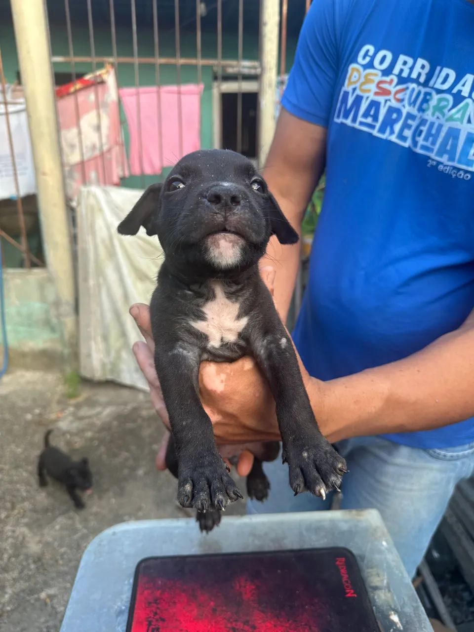 Filhote de pitbull  com 41 dias - Foto 5