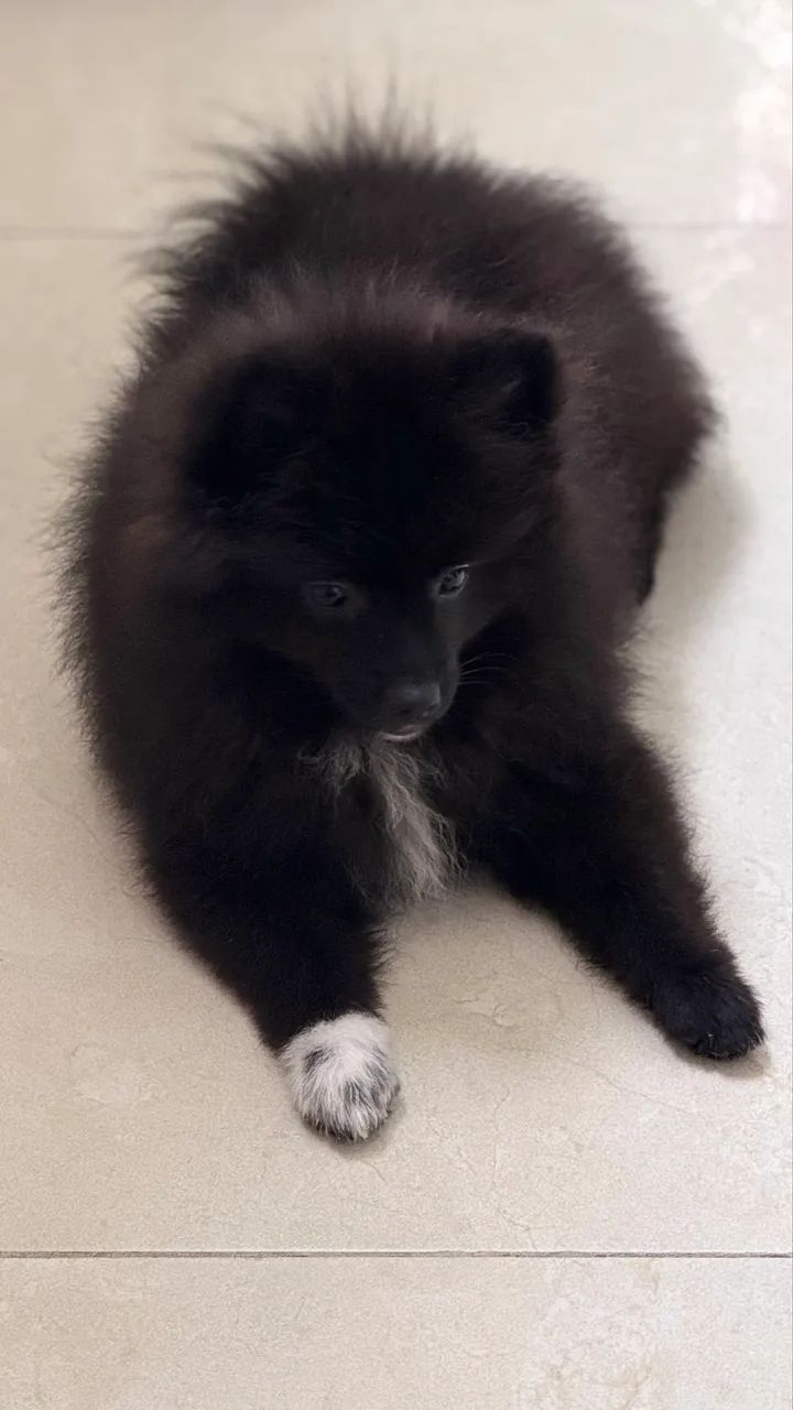 Spitz Alemão  - Foto 2