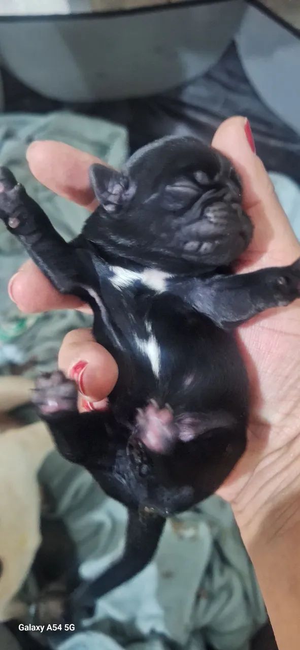 Filhotes pug - Foto 5
