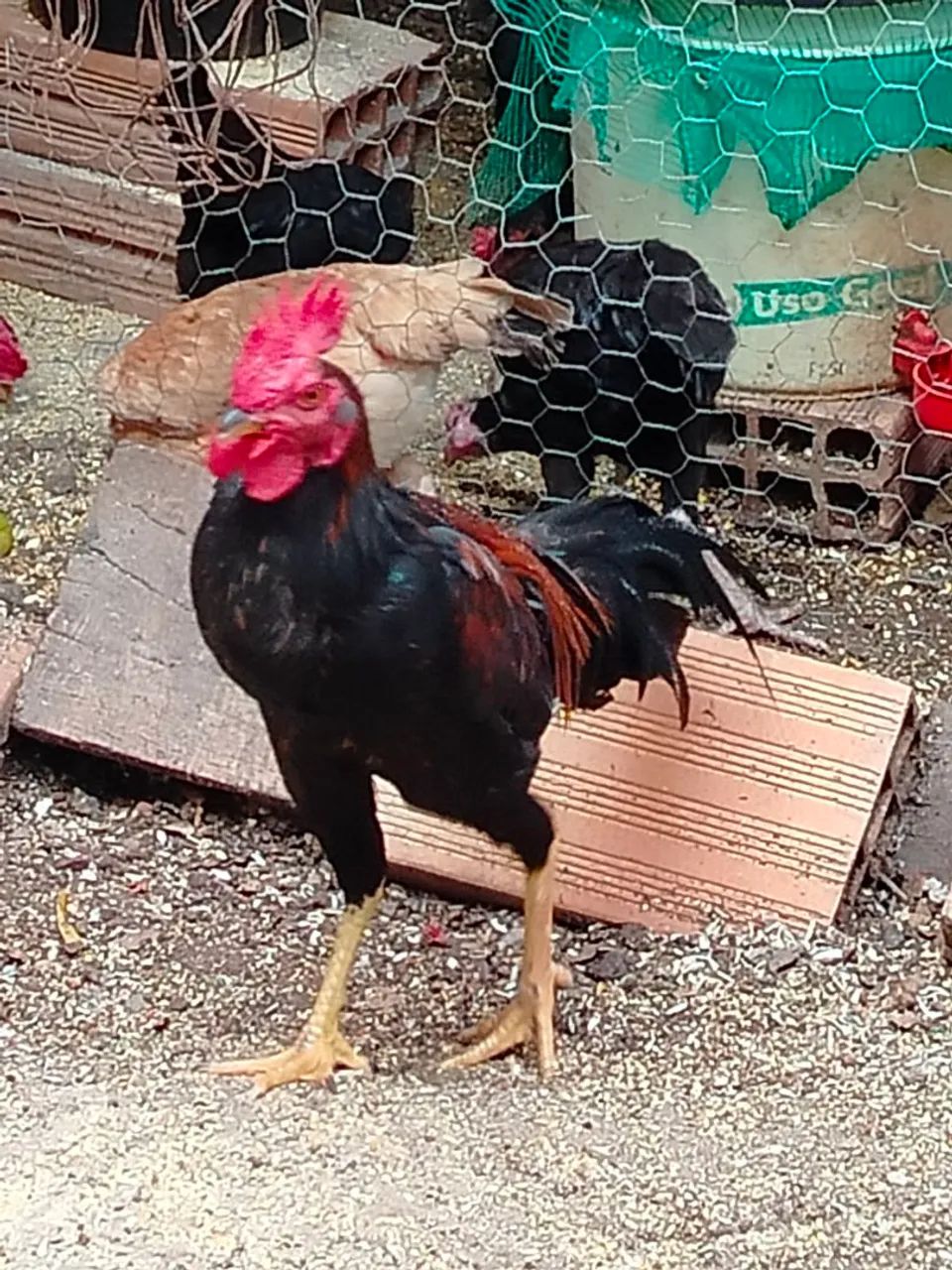 Galos e galinhas - Animais para agropecuária - Serra Verde (Venda Nova ...