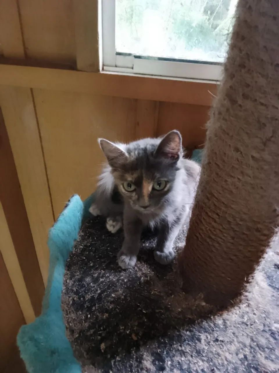 Doação gatinha  - Foto 2