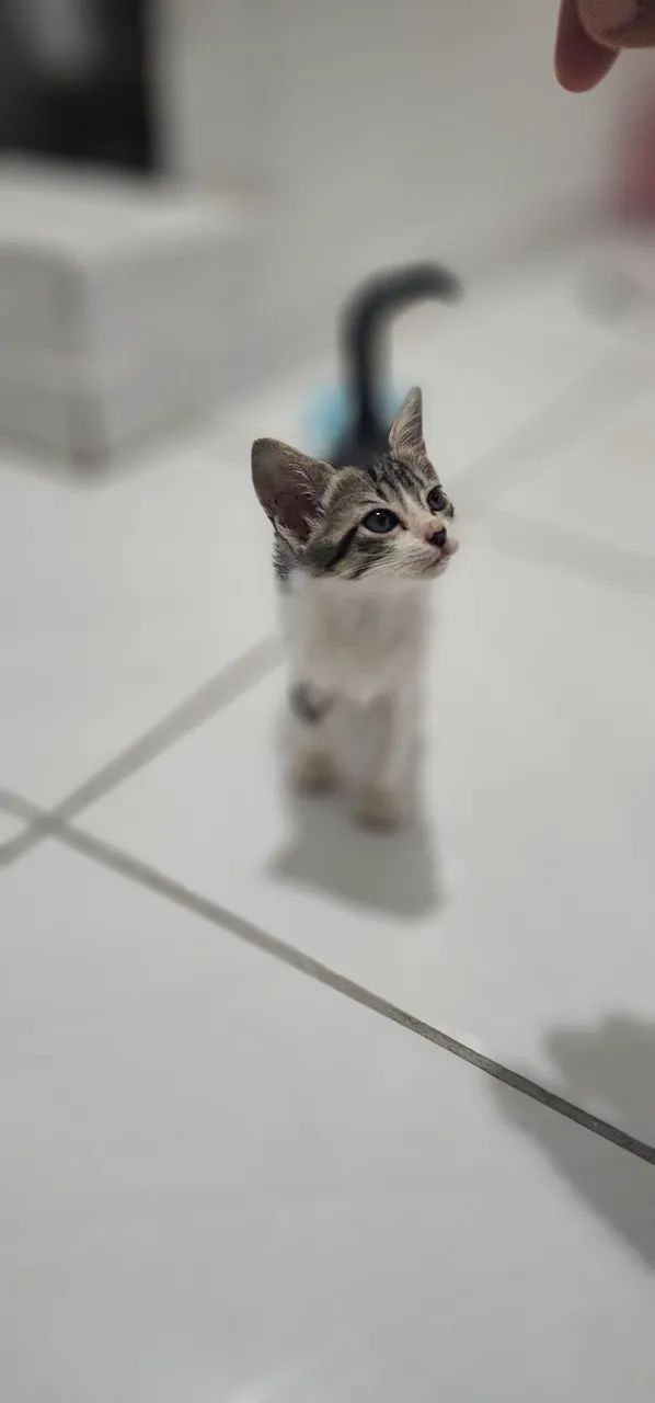 Gatinho para adoção - Macho - Foto 3