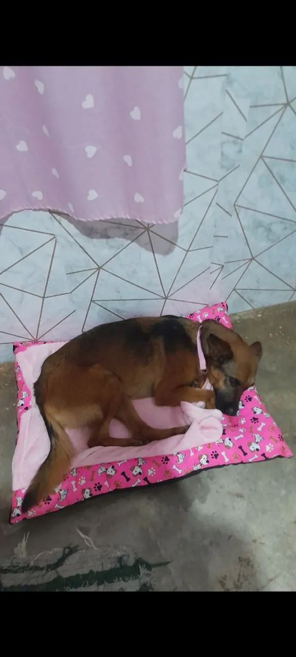 Doação de cachorra - Foto 3